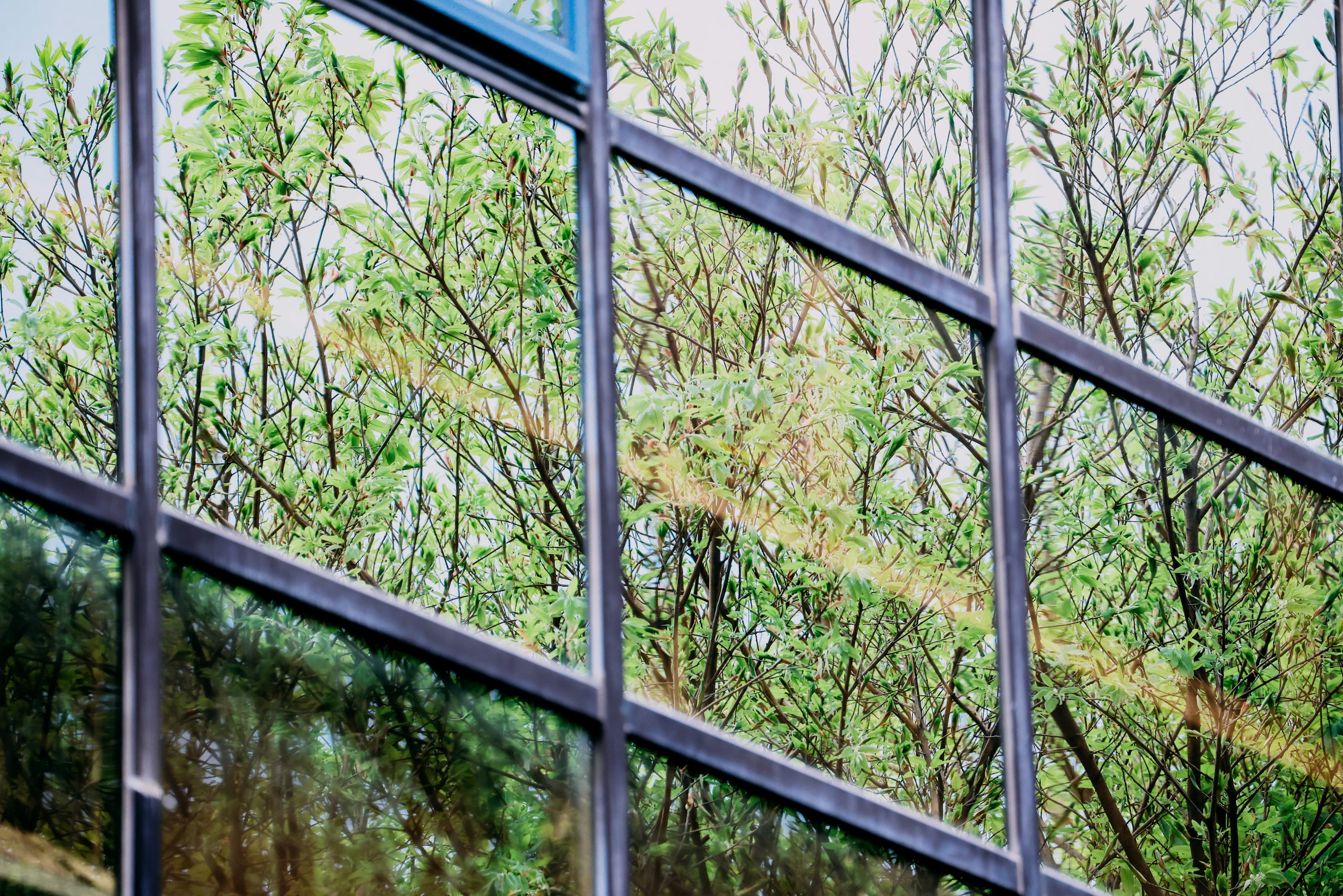Trees reflected in window panes